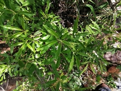 Vitex rehmannii