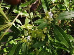 Vitex rehmannii