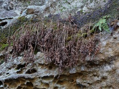 Phegopteris connectilis