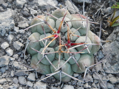 Thelocactus hexaedrophorus hexaedrophorus