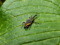 Cactophagus amoenus
