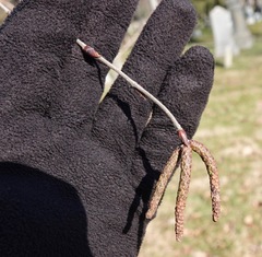 Betula utilis jacquemontii