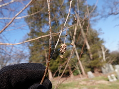Betula utilis jacquemontii