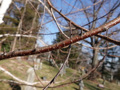 Betula utilis jacquemontii