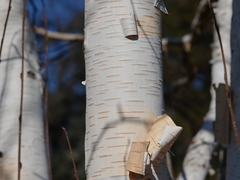 Betula utilis jacquemontii