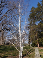 Betula utilis jacquemontii