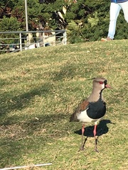 Vanellus chilensis
