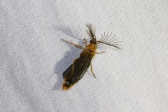 Phengodes plumosa