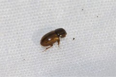 Blackburneus stercorosus