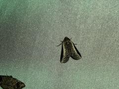 Lophoptera vittigera