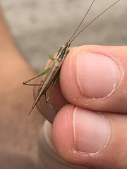 Conocephalus gracillimus