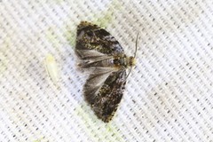Olethreutes auricapitana