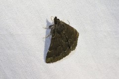 Hypena sordidula