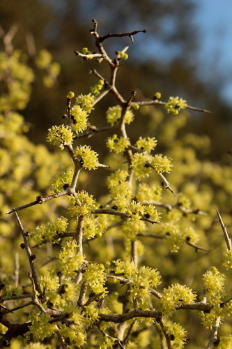 Image of Pseudoziziphus celata by (c) Scott Ward, some rights reserved (CC BY)