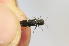 Agrilus obsoletoguttatus