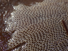 Einhornia crustulenta