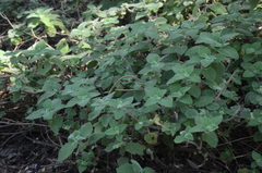 Coleus habrophyllus