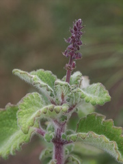 Coleus habrophyllus