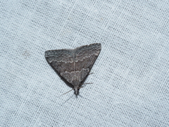 Dichromodes indicataria