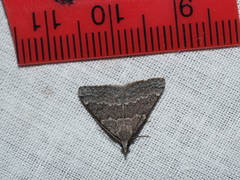 Dichromodes indicataria