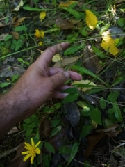 Hieracium lepidulum