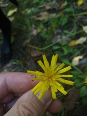 Hieracium lepidulum