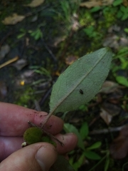 Hieracium lepidulum