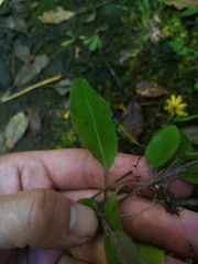 Hieracium lepidulum