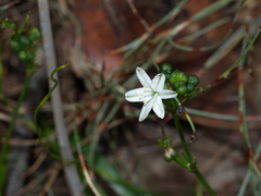 Caesia parviflora parviflora