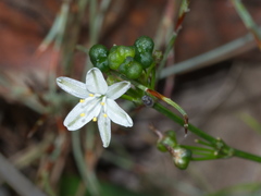 Caesia parviflora parviflora