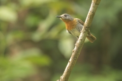 Cyornis pallidipes