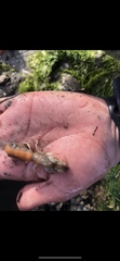 Upogebia