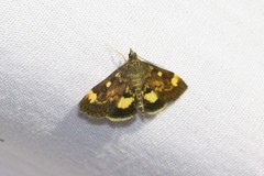 Pyrausta generosa