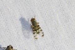 Pseudotephritina