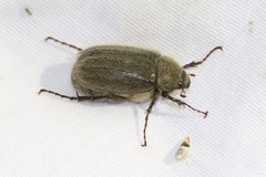 Phyllophaga crenulata