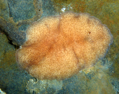 Kaburakia excelsa