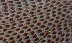 Einhornia crustulenta