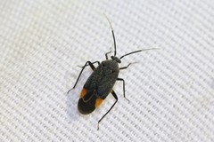 Polymerus venaticus