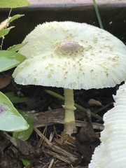 Leucocoprinus tricolor