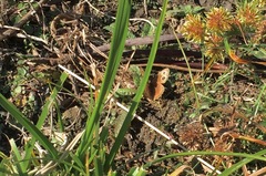 Cercyonis pegala boopis