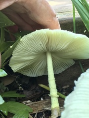 Leucocoprinus tricolor