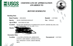 Corthylio calendula calendula