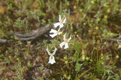 Stylidium emarginatum
