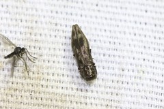 Agrilus lecontei