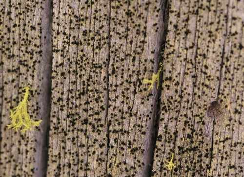 iNaturalist observation photo of Calicium pinicola