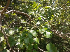 Lannea schweinfurthii