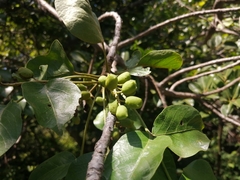 Lannea schweinfurthii