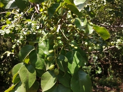 Lannea schweinfurthii