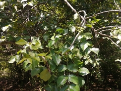 Lannea schweinfurthii