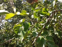 Lannea schweinfurthii